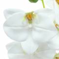 Floristik24 Orchidea sztuczna gałązka Phaelaenopsis biała H49cm