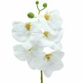 Floristik24 Orchidea sztuczna gałązka Phaelaenopsis biała H49cm