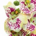 Floristik24 Orchidea sztuczna gałązka Phaelaenopsis zielono-różowa H49cm