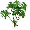 Floristik24 Filodendron roślina sztuczna zielona 58cm