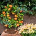Sztuczny wianek z miechunki, pomarańczowo-zielony, Ø28 cm, jesienna dekoracja | Floristik24.pl