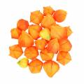 Floristik24 Physalis Orange Assorted 22 szt. Dekoracyjne sztuczne kielichy