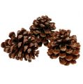 Floristik24 Pinus Sosna średnia 10/14cm naturalna 50szt