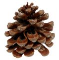 Floristik24 Pinus Sosna średnia 10/14cm naturalna 50szt