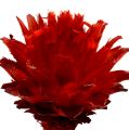Floristik24 Plumosum 1 czerwony 25 sztuk