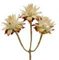 Floristik24 Leucospermum 1-3 Mieszanka kremów 100 główek