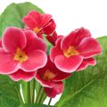 Floristik24 Pierwiosnki sztuczne kwiaty Cowslips Pink W25cm