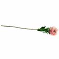Floristik24 Protea sztuczna różowa 73cm