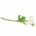Floristik24 Sztuczny kwiat Ranunculus z kwiatem i pąkiem biały H34cm