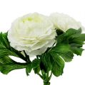 Floristik24 Bukiet Ranunculus Biały L18cm