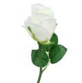 Floristik24 Róża biała Ø6cm L30cm 6szt