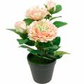 Floristik24 Dekoracyjna róża w doniczce, romantyczne jedwabne kwiaty, różowa piwonia