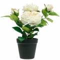 Floristik24 Piwonia w doniczce, romantyczna róża dekoracyjna, kwiat jedwabny kremowo-biały