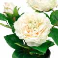 Floristik24 Piwonia w doniczce, romantyczna róża dekoracyjna, kwiat jedwabny kremowo-biały