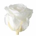 Floristik24 Róże nieskończoności duże Ø5,5-6cm białe 6szt