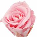 Floristik24 Wieczne róże średnie Ø4-4,5cm różowe 8szt