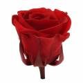 Floristik24 Zakonserwowane róże średnie Ø4-4,5cm czerwone 8szt