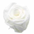 Floristik24 Róże konserwowane średnie Ø4-4,5cm białe 8szt