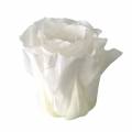 Floristik24 Róże konserwowane średnie Ø4-4,5cm białe 8szt