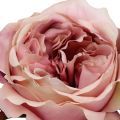 Floristik24 Róża główka krem, różowa 17cm 4szt.