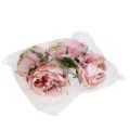 Floristik24 Róża główka krem, różowa 17cm 4szt.