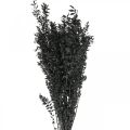 Floristik24 Gałązki ruscusa gałązki dekoracyjne suszone kwiaty czarne 200g