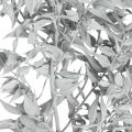 Floristik24 Gałązki ruszczyka, miotła rzeźnika, roślina suszona myta na biało L58cm 80g