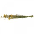 Floristik24 Kiść krzewu curry, żółty suszony kwiat, złote słońce, kocanka włoska L58cm 45g