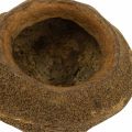 Doniczka Paradise Nut Natural Sapucaia Ø14cm W10cm 3 szt | Floristik24.pl