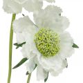 Floristik24 Świerzbowy sztuczny kwiat biały kwiat ogrodowy H64cm wiązka z 3 szt.