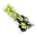 Floristik24 Kwiat szachowy zielony z korzeniami L30cm