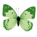 Floristik24 Motyl zielony na klipsie 10cm - 11cm 6szt