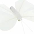 Floristik24 Piórkowy motyl na klipsie biały 7-8cm 8szt