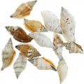 Floristik24 Dekoracyjne muszle ślimaków puste w łykowej sieci ślimaki morskie 400g