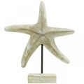 Floristik24 Rozgwiazda do postawienia, dekoracja z drewna morskiego w kolorze naturalnym, biała wys.23,5cm