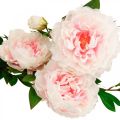 Floristik24 Kwiat jedwabiu piwonii sztuczny jasnoróżowy, biały 135cm