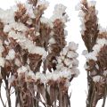 Floristik24 Liliowe białe suszone kwiaty liliowe plażowe 60cm 35g