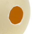 Floristik24 Strusie jajo zdmuchnięte przez naturę pustą dekoracją