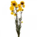 Floristik24 Suszony kwiat Żółty kwiat słomy Helichrysum Suchy bukiet dekoracji 50cm 45g