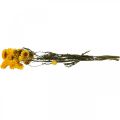 Floristik24 Suszony kwiat Żółty kwiat słomy Helichrysum Suchy bukiet dekoracji 50cm 45g