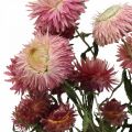 Floristik24 Pęczek suszonych kwiatów truskawek różowy kocanka suszona 45cm 45g