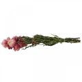 Floristik24 Pęczek suszonych kwiatów truskawek różowy kocanka suszona 45cm 45g