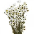Floristik24 Acroclinium White, Suszone Rośliny, Kocanka, Suszone Kwiaty L20–40cm 25g