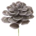 Floristik24 Sztuczne kwiaty woskowe sukulenty, dekoracja 10cm, 6 szt.
