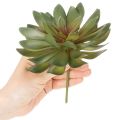 Sztuczny sukulent jako roślina ozdobna, zielony, 18cm, 3 sztuki | Floristik24.pl
