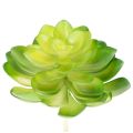 Floristik24 Sztuczna roślina sukulent, zielona, do dekoracji w misce lub wazonie, 10 cm, 4 sztuki