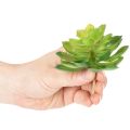 Sztuczna roślina sukulent, zielona, do dekoracji w misce lub wazonie, 10 cm, 4 sztuki | Floristik24.pl