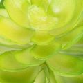 Sztuczna roślina sukulent, zielona, do dekoracji w misce lub wazonie, 10 cm, 4 sztuki | Floristik24.pl