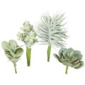 Floristik24 Sukulenty Sztuczna roślina zielona, różne 9-18,5 cm 4szt