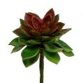 Floristik24 Soczysta kamienna róża 6cm zielona 6szt